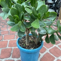 金のなる木　NO2の画像