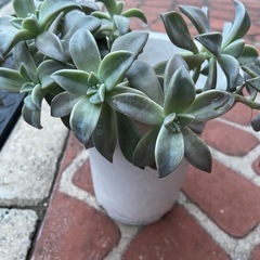 朧月（オボロヅキ）の画像