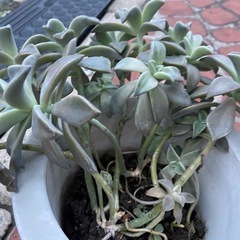 朧月（オボロヅキ）の画像