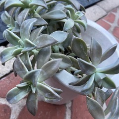 朧月（オボロヅキ）の画像