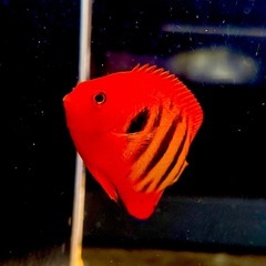 【海水魚】フレームエンゼル　5cm±マーシャル産の画像