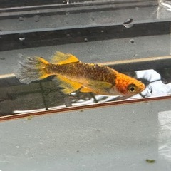 メダカ 天空龍🐉 2ペアの画像