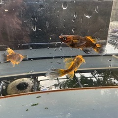 メダカ 天空龍🐉 2ペアの画像