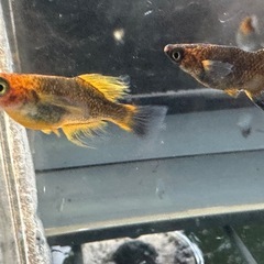 メダカ 天空龍🐉 2ペアの画像