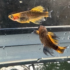 メダカ 天空龍🐉 2ペアの画像