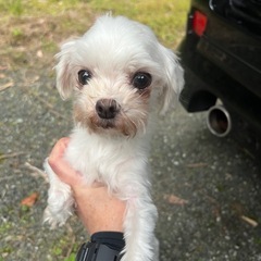 小さめマルチーズ