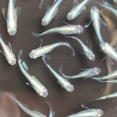 決まりました◆　　　　　　　　　　　　　　　　　　　　　　　　　　　　　　　　　　　　　　　　　　　　　　　　　　　　　　　　　　　　　　　　　　　　　　　　　　　　　　　　　　　　　　　　　　　　　　　　　　　　　　　　　　　　　　　　　【めだか】　マリアージュ　ロングフィン　稚魚～幼魚おまけ込み15匹セット、今年産まれの画像