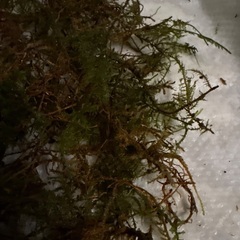 テラリウム用素材　しのぶ苔(こけ)の画像