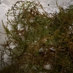 テラリウム用素材　しのぶ苔(こけ)の画像