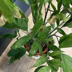 観葉植物の画像