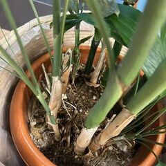 観葉植物の画像