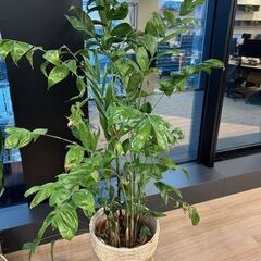 観葉植物の画像