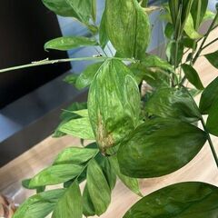 観葉植物の画像