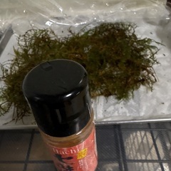 テラリウム用素材　しのぶ苔(こけ)の画像