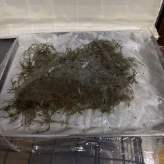 テラリウム用素材　しのぶ苔(こけ)の画像