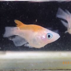 紅焔（こうえん）3色メダカの選別漏れの半ダルマ【10匹】の画像