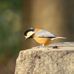 Olympus SP-800②UZ 従来のレンズ交換式一眼レフの性能を、手の平サイズにして、レンズ交換無しで800mmと言う超望遠撮影もできるカメラです。の画像