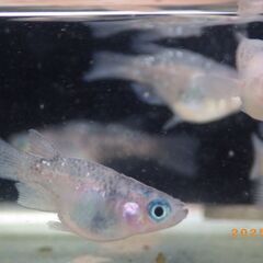 紅焔（こうえん）3色メダカの選別漏れの半ダルマ【10匹】の画像