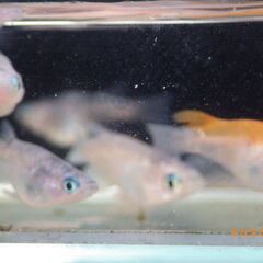 紅焔（こうえん）3色メダカの選別漏れの半ダルマ【10匹】の画像