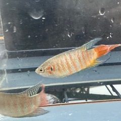 パラダイスフィッシュ 1ペアの画像