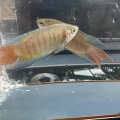 パラダイスフィッシュ 1ペアの画像