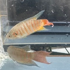 パラダイスフィッシュ 1ペアの画像