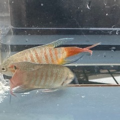 パラダイスフィッシュ 1ペアの画像