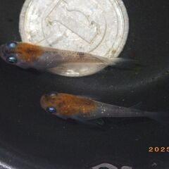 紅焔（こうえん）3色メダカの選別漏れの半ダルマ【10匹】の画像