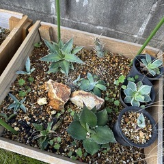 アガベ　アロエの画像