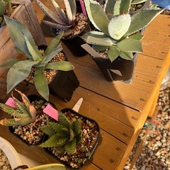 アガベ　アロエの画像