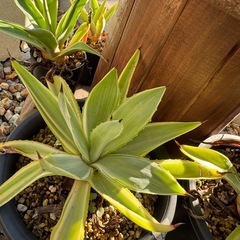 アガベ　アロエの画像