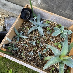 アガベ　アロエの画像