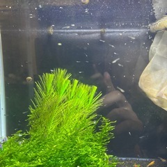 黒メダカ、白メダカ　4匹の画像