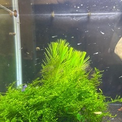 黒メダカ、白メダカ　4匹の画像