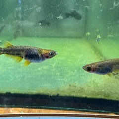 メダカ シングルモルト🐉 2ペア の画像