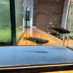 メダカ シングルモルト🐉 2ペア の画像