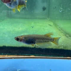 メダカ シングルモルト🐉 2ペア の画像