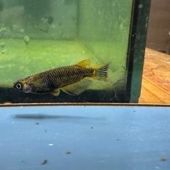 メダカ シングルモルト🐉 2ペア の画像