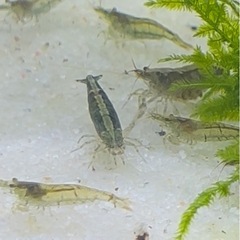 ミナミヌマエビ50匹の画像