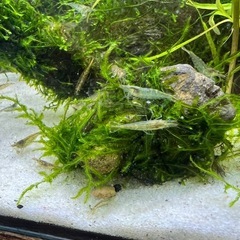 ミナミヌマエビ50匹の画像