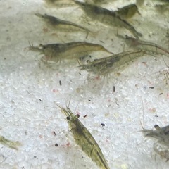 ミナミヌマエビ50匹の画像