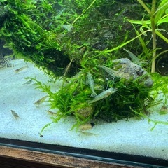 ミナミヌマエビ50匹の画像