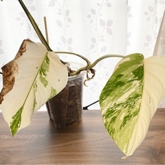 白斑入り　モンステラ　観葉植物　③の画像