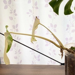 白斑入り　モンステラ　観葉植物　③の画像