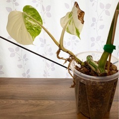 白斑入り　モンステラ　観葉植物　③の画像