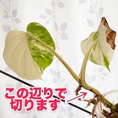 白斑入り　モンステラ　観葉植物　③の画像