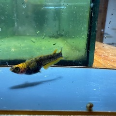 メダカ 極上 心龍🐉リミテッドワイドフィン 1ペア＋メスの画像