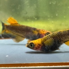 メダカ 極上 心龍🐉リミテッドワイドフィン 1ペア＋メスの画像