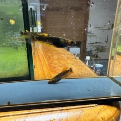 メダカ 極上 心龍🐉リミテッドワイドフィン 1ペア＋メスの画像