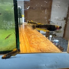 メダカ 極上 心龍🐉リミテッドワイドフィン 1ペア＋メスの画像